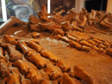 vystavené kosterní pozůstatky (3D tisk)