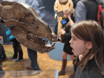 model kostry jeskynního medvěda